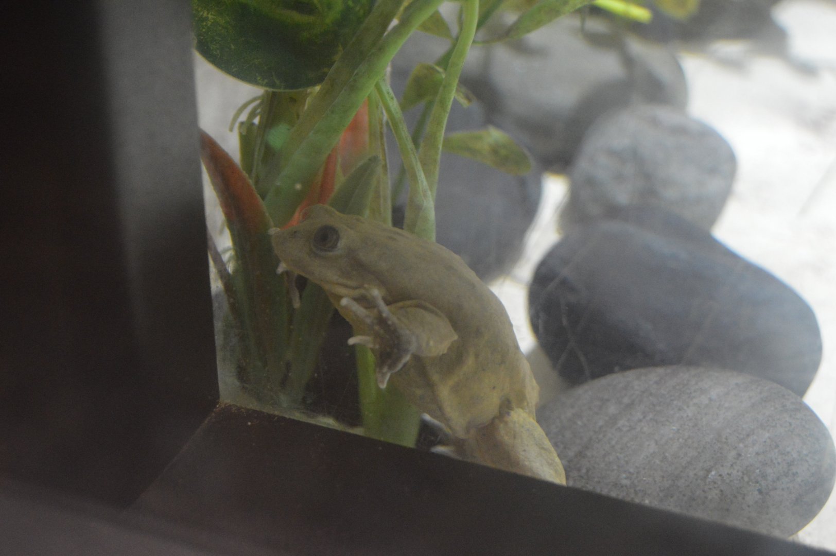 Reptile House - Titicaca Water Frog (Telmatobius culeus)