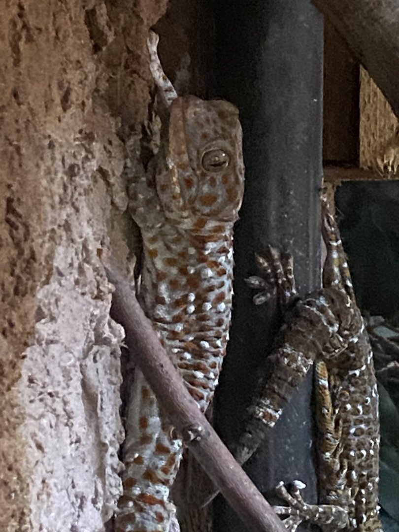 Reptile House - Tokay gecko 030924