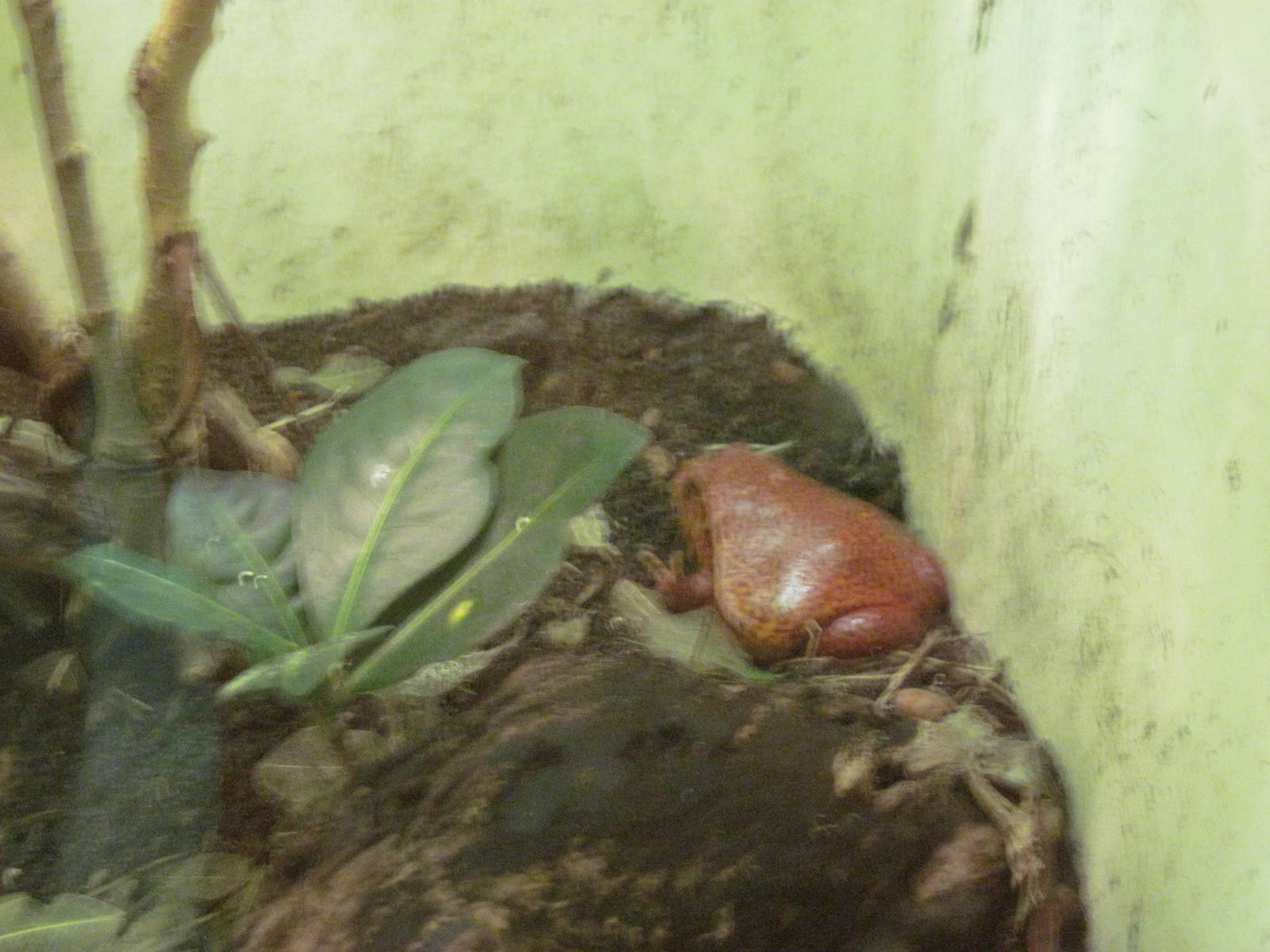 Reptile House-Tomato Frog