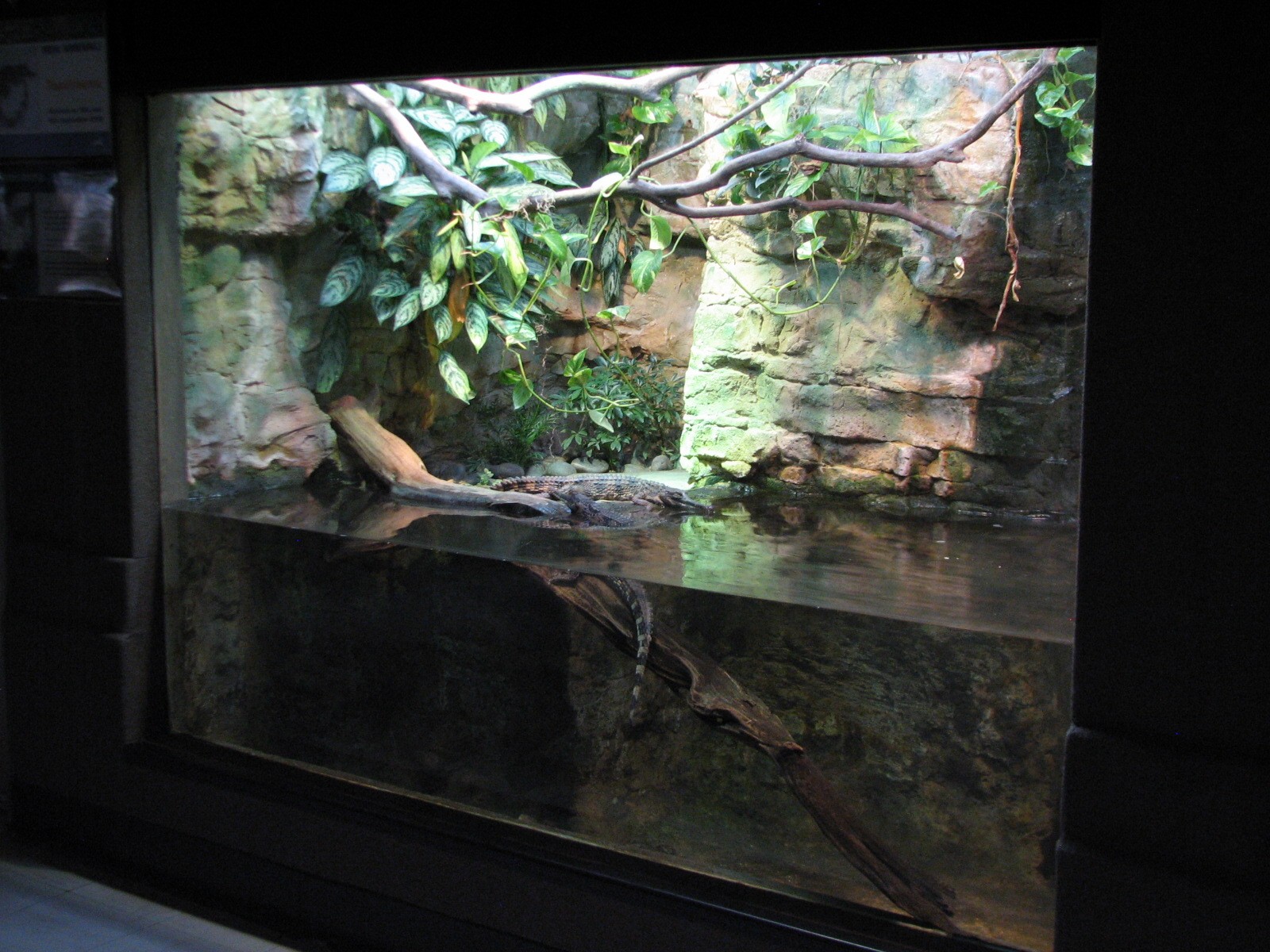 Reptile House - Tomistoma Exhibit