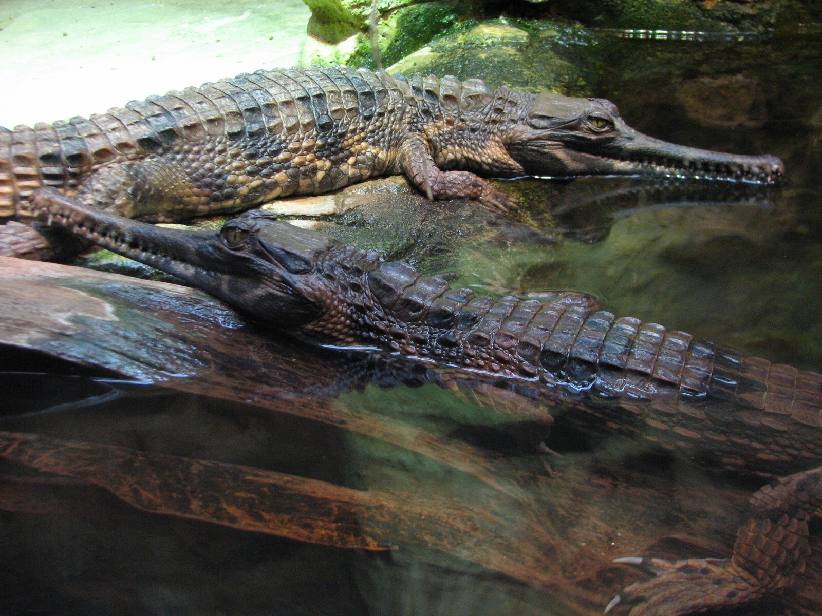Reptile House - Tomistoma