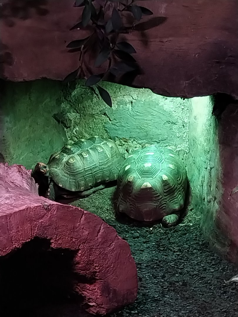 Reptile house - Tortoise sp?