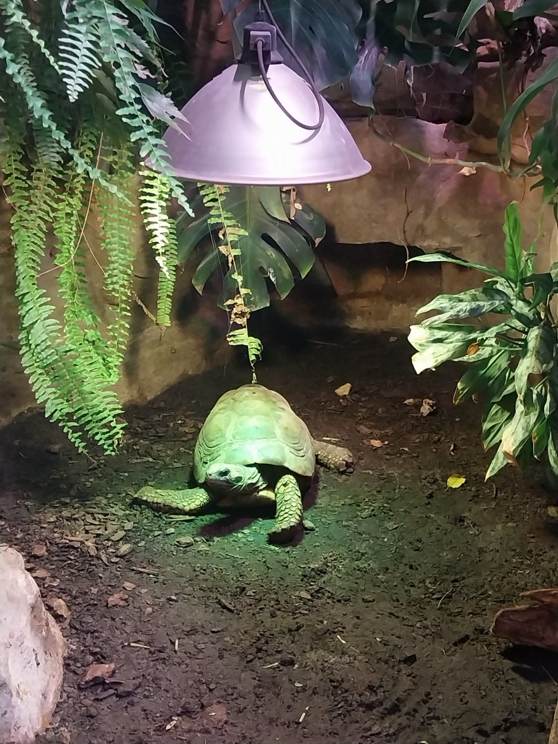 Reptile house - tortoise sp?