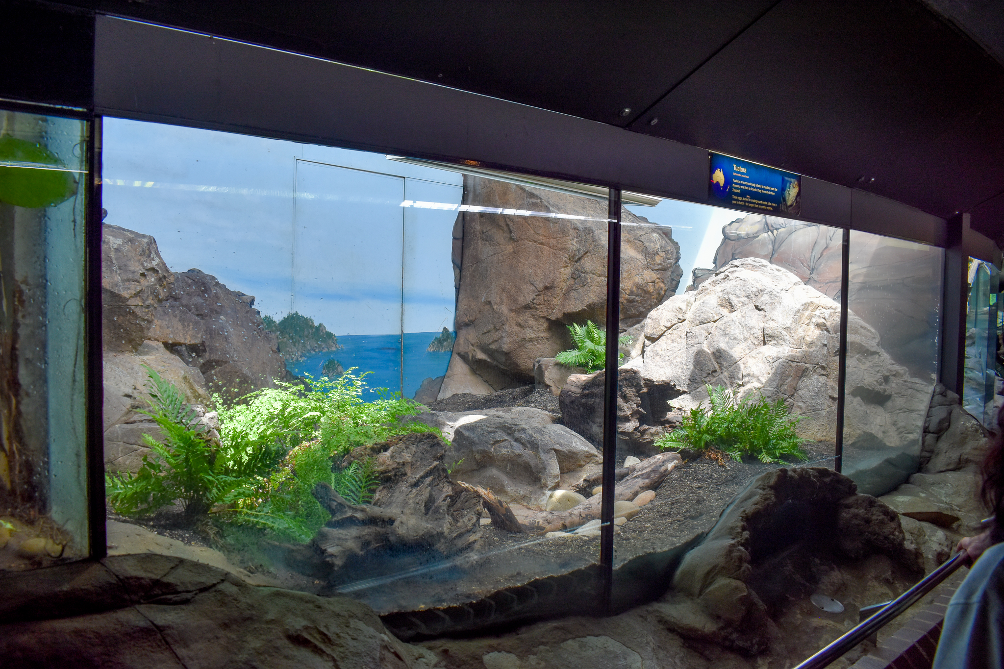 Reptile House - Tuatara Enclosure