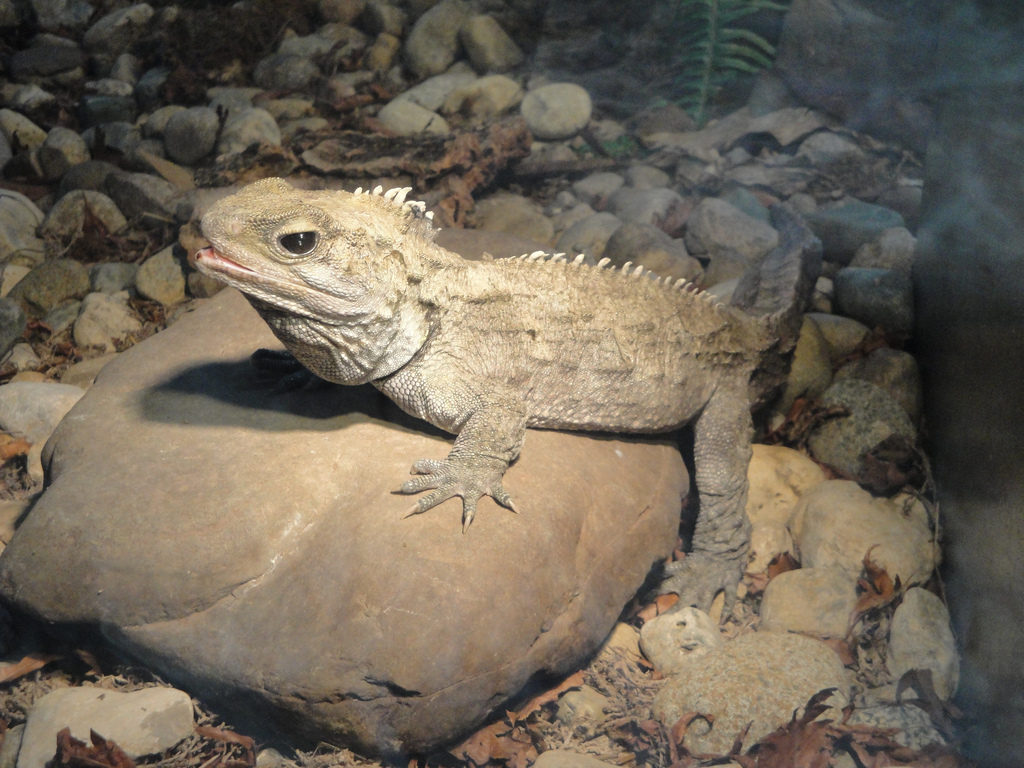 Reptile House - Tuatara