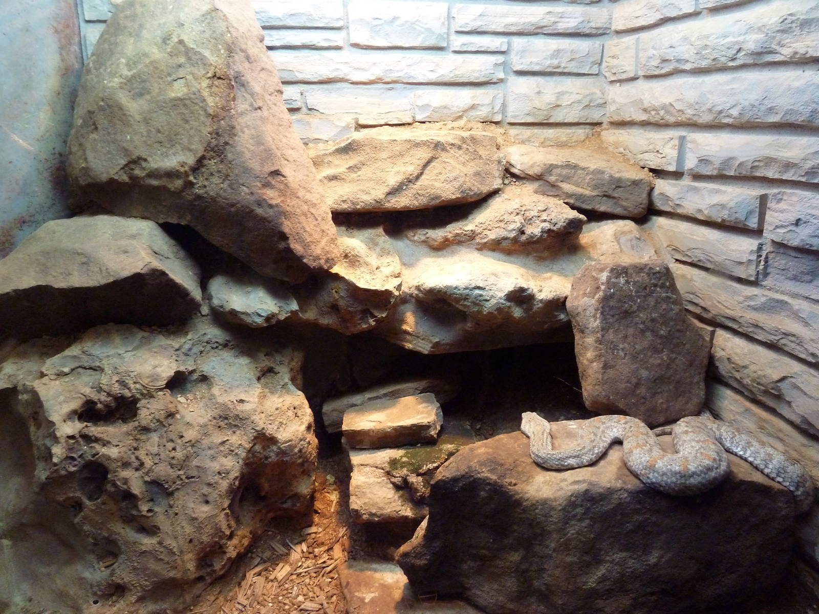 Reptile House - Turanian Viper Exhibit