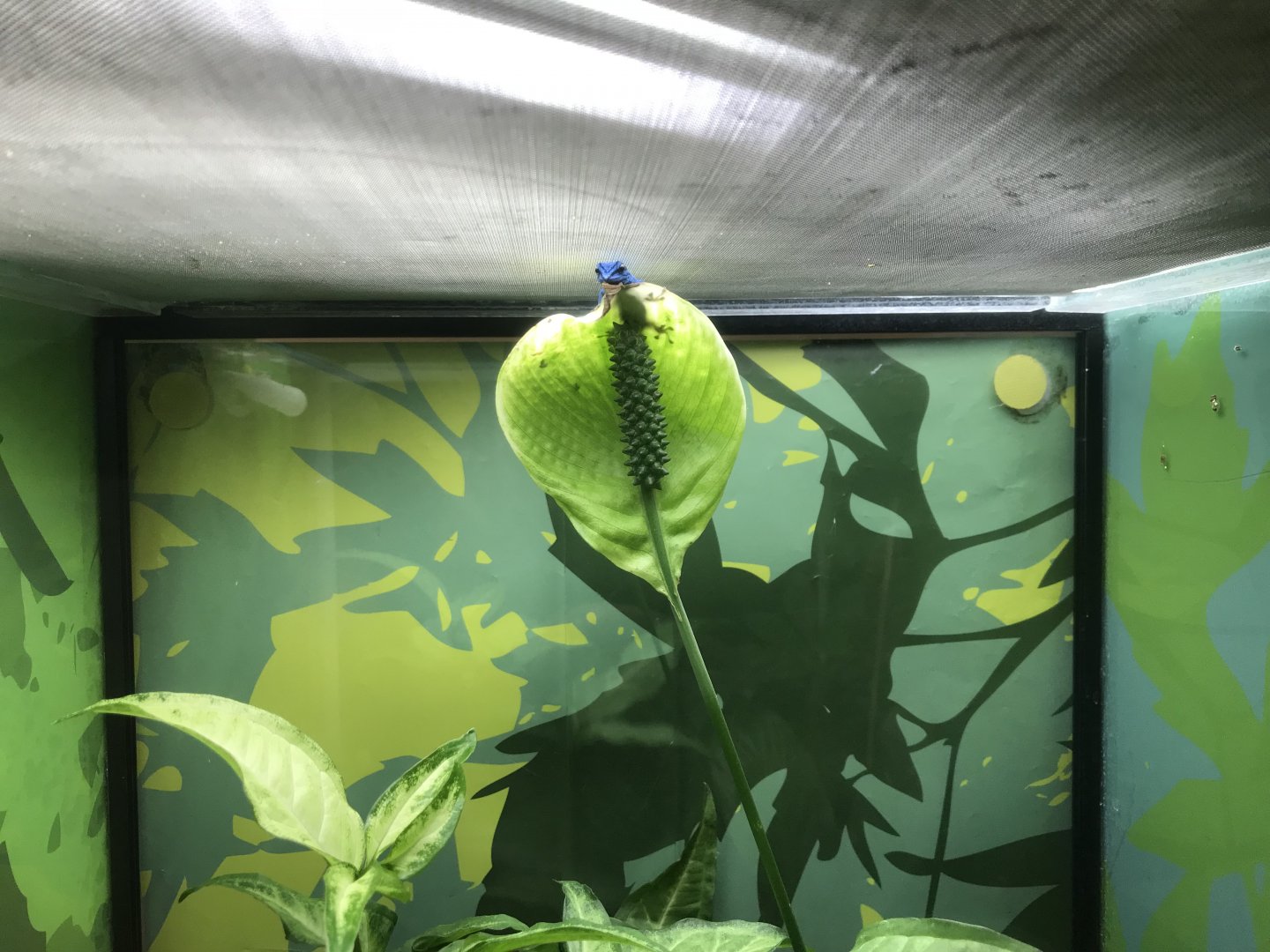 Reptile House - Turquoise dwarf gecko 261018