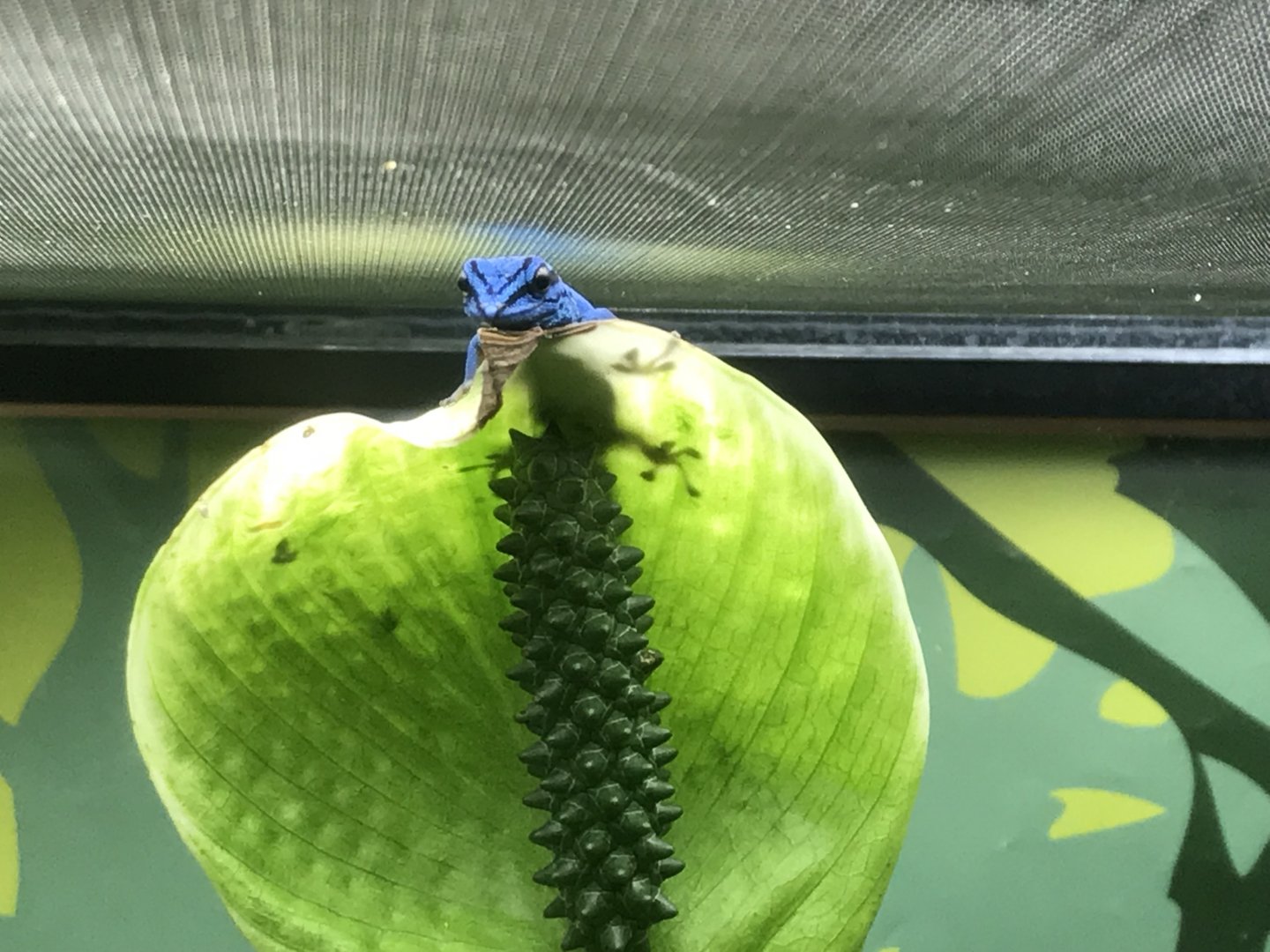 Reptile House - Turquoise dwarf gecko 261018