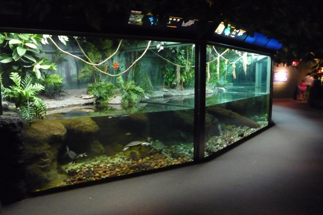 Reptile House - Turtle Displays