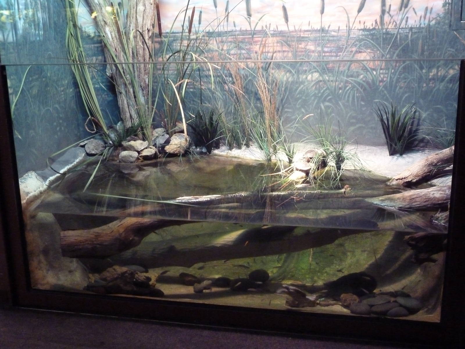 Reptile House - Turtle Exhibit