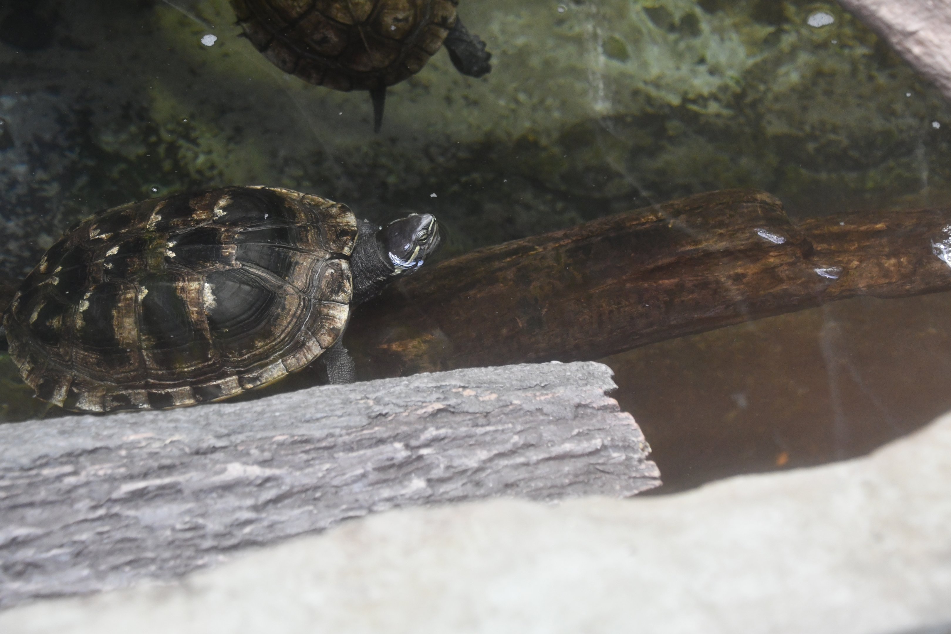 Reptile House - Turtle ID?