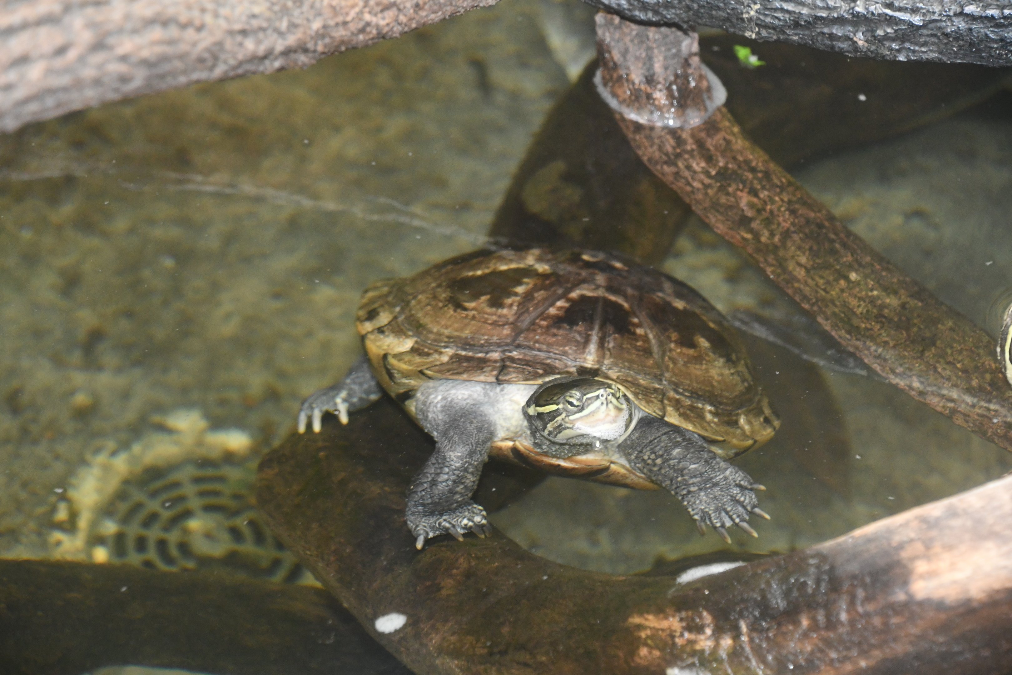 Reptile House - Turtle ID?
