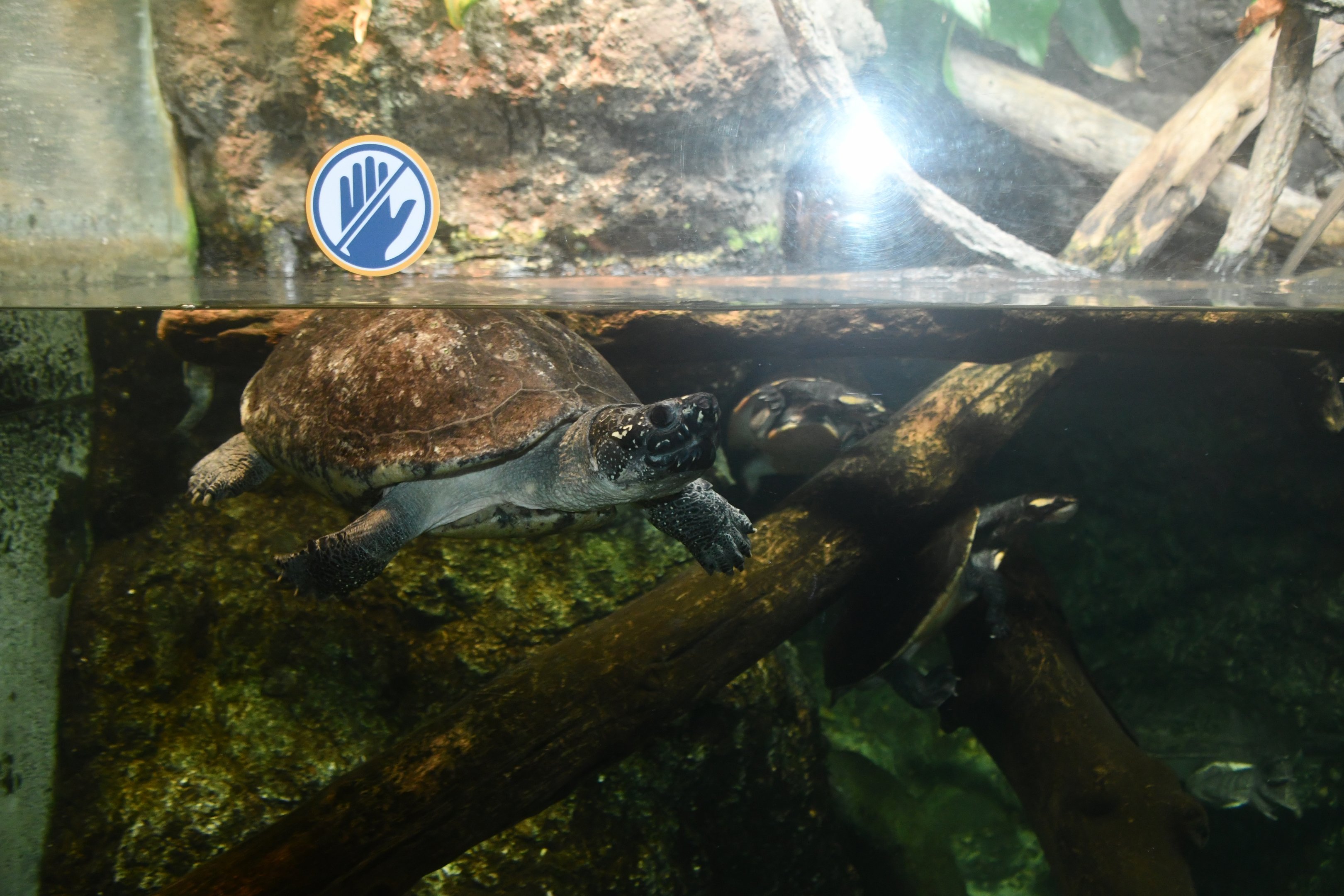 Reptile House - Turtle ID?