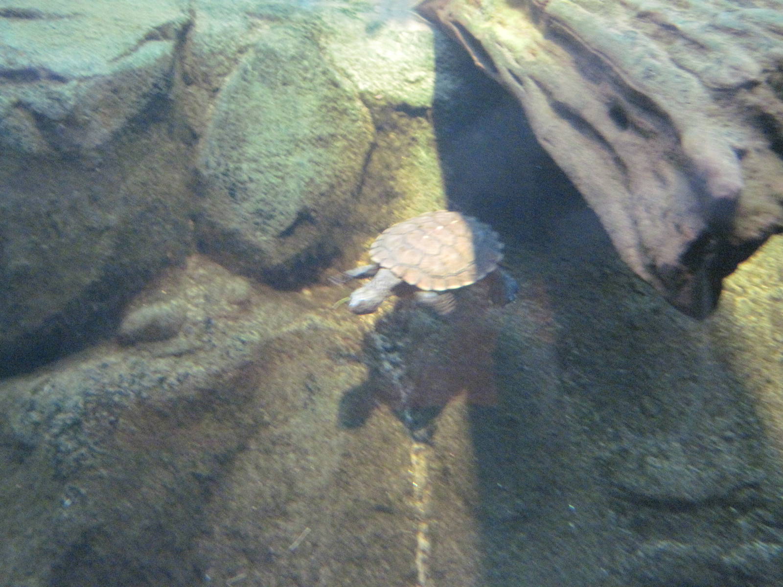 Reptile House-Turtle