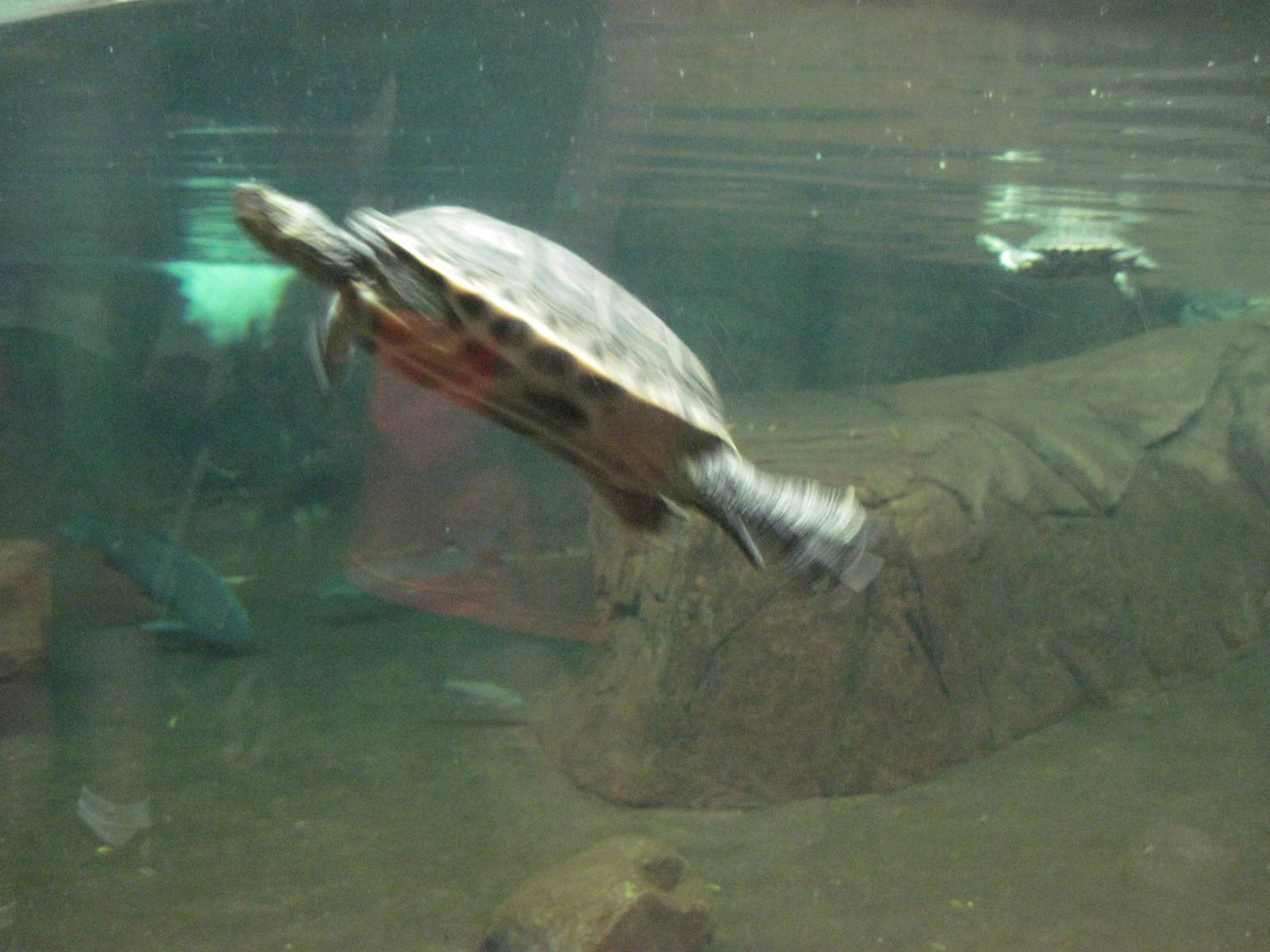 Reptile House-Turtle