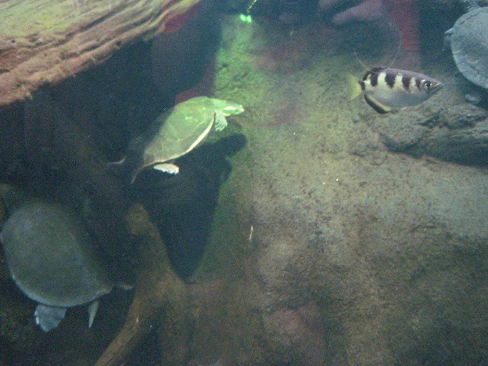 Reptile House-Turtles and Archerfish