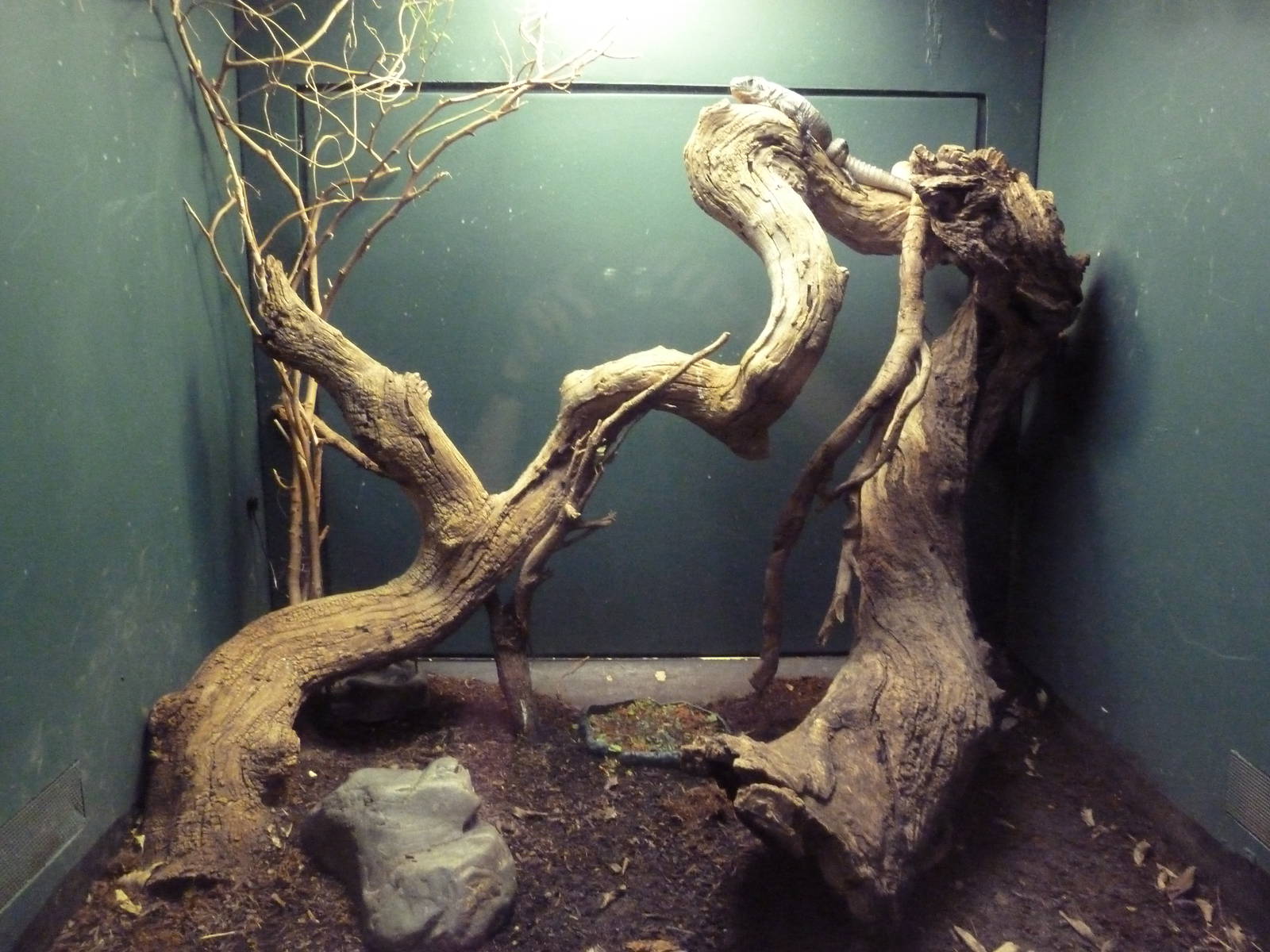 Reptile House - Utila Island Iguana Exhibit