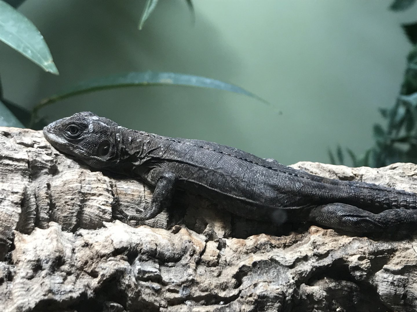 Reptile House - Utila spiny-tailed iguana 261018