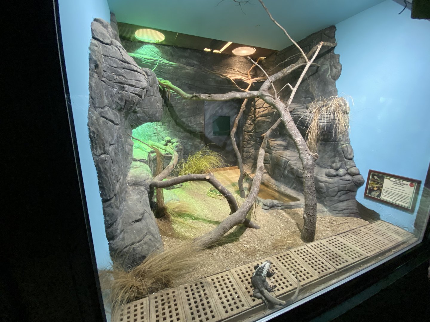 Reptile House - Utila spiny-tailed iguana exhibit 280423