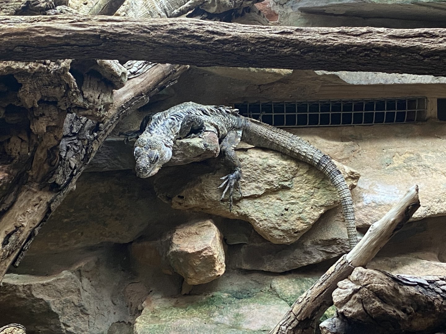 Reptile House - Utila spinytail iguana 190622