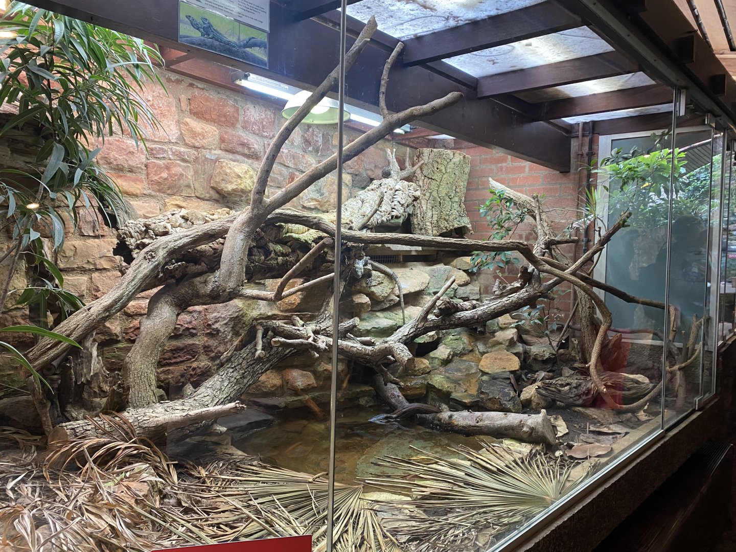 Reptile House - Utila spinytail iguana exhibit 190622