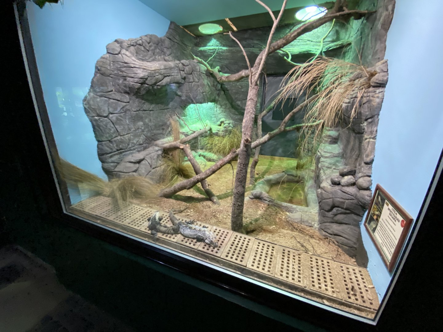 Reptile House - Utila spinytail iguana exhibit 280222