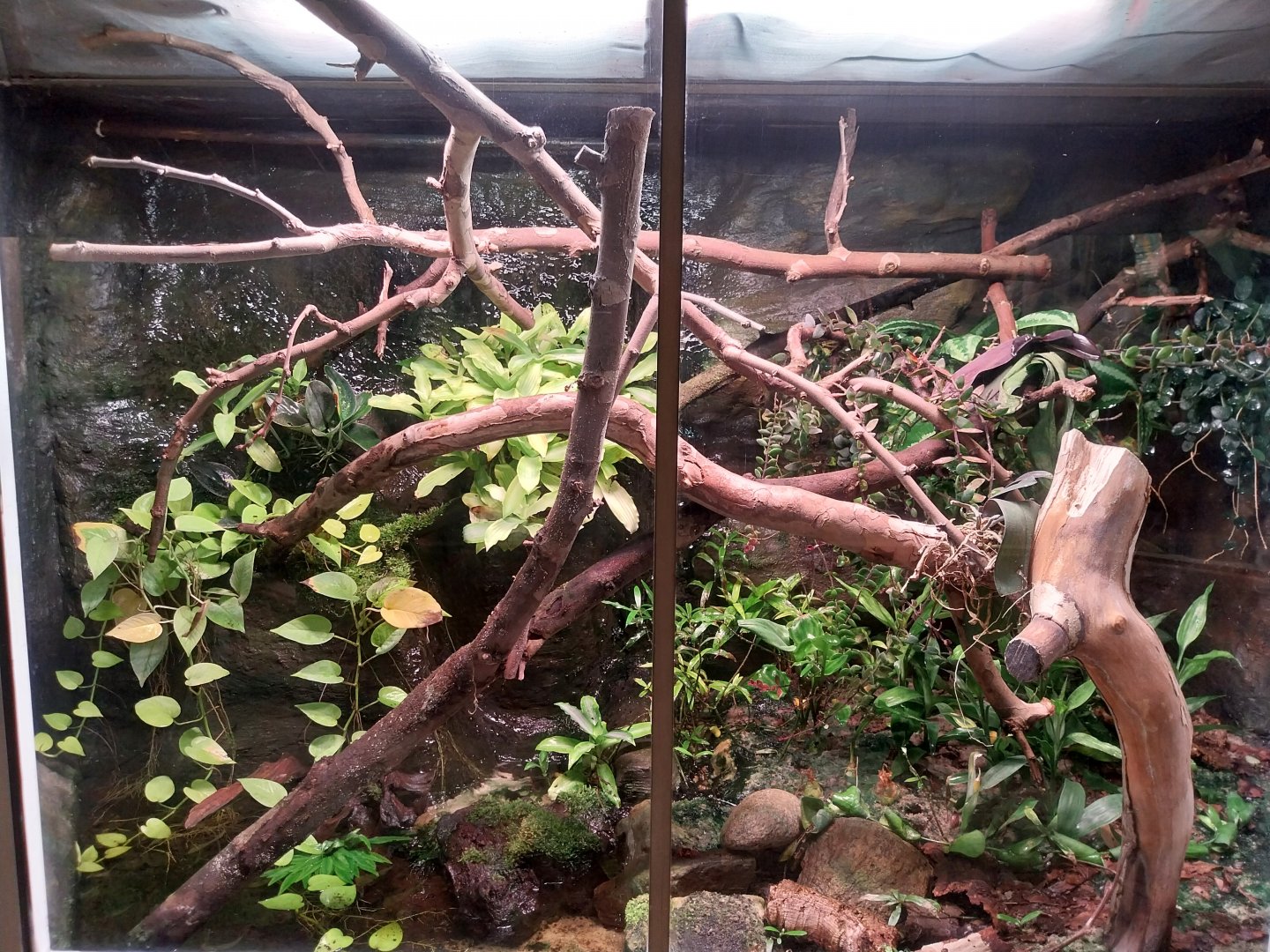 Reptile house - Vampire Crab exhibit