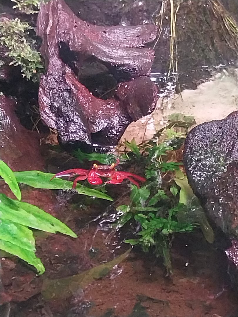 Reptile house - Vampire Crab (Geosesarma sp.)