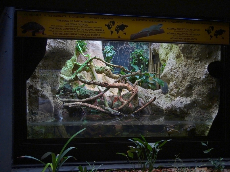 Reptile House - Water Dragon and turtles