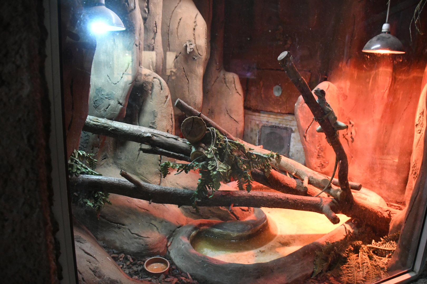 Reptile House (Weber's Sail-fin Lizard and Four-lined Zonosaurus exhibit)