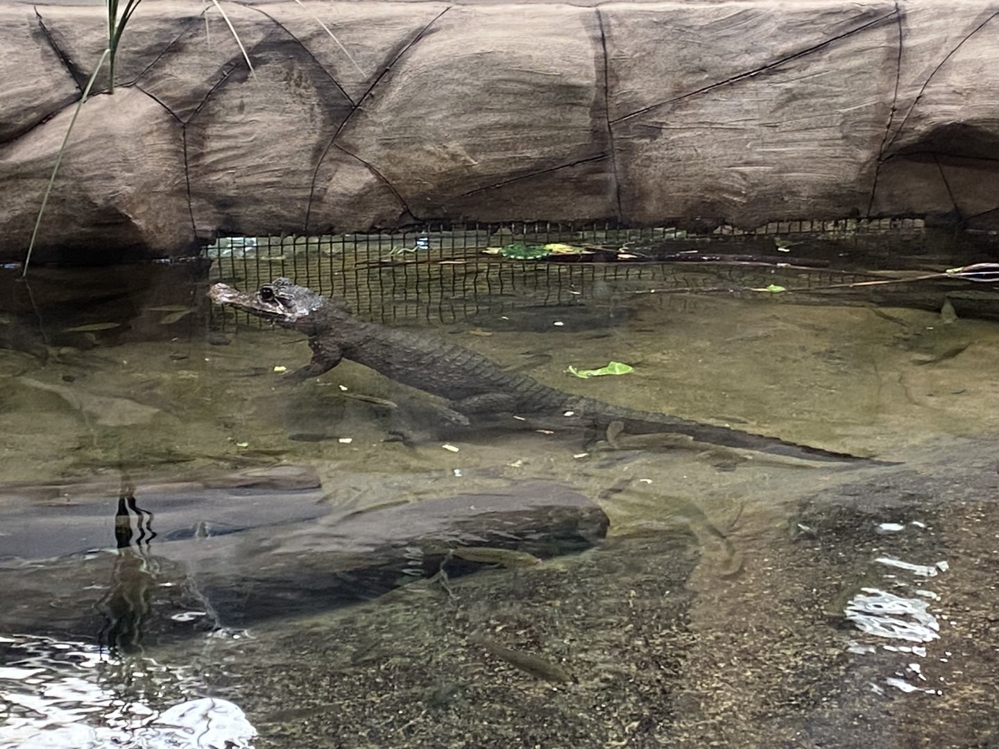 Reptile House - West African dwarf crocodile 030924