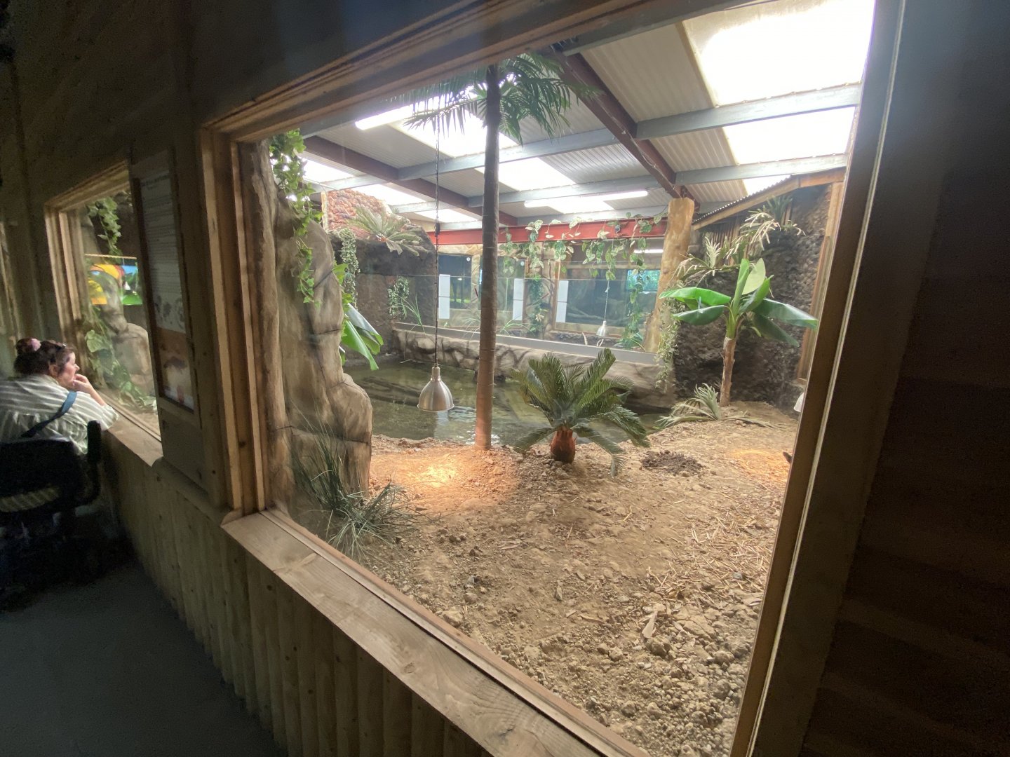 Reptile House - West African dwarf crocodile exhibit 030924