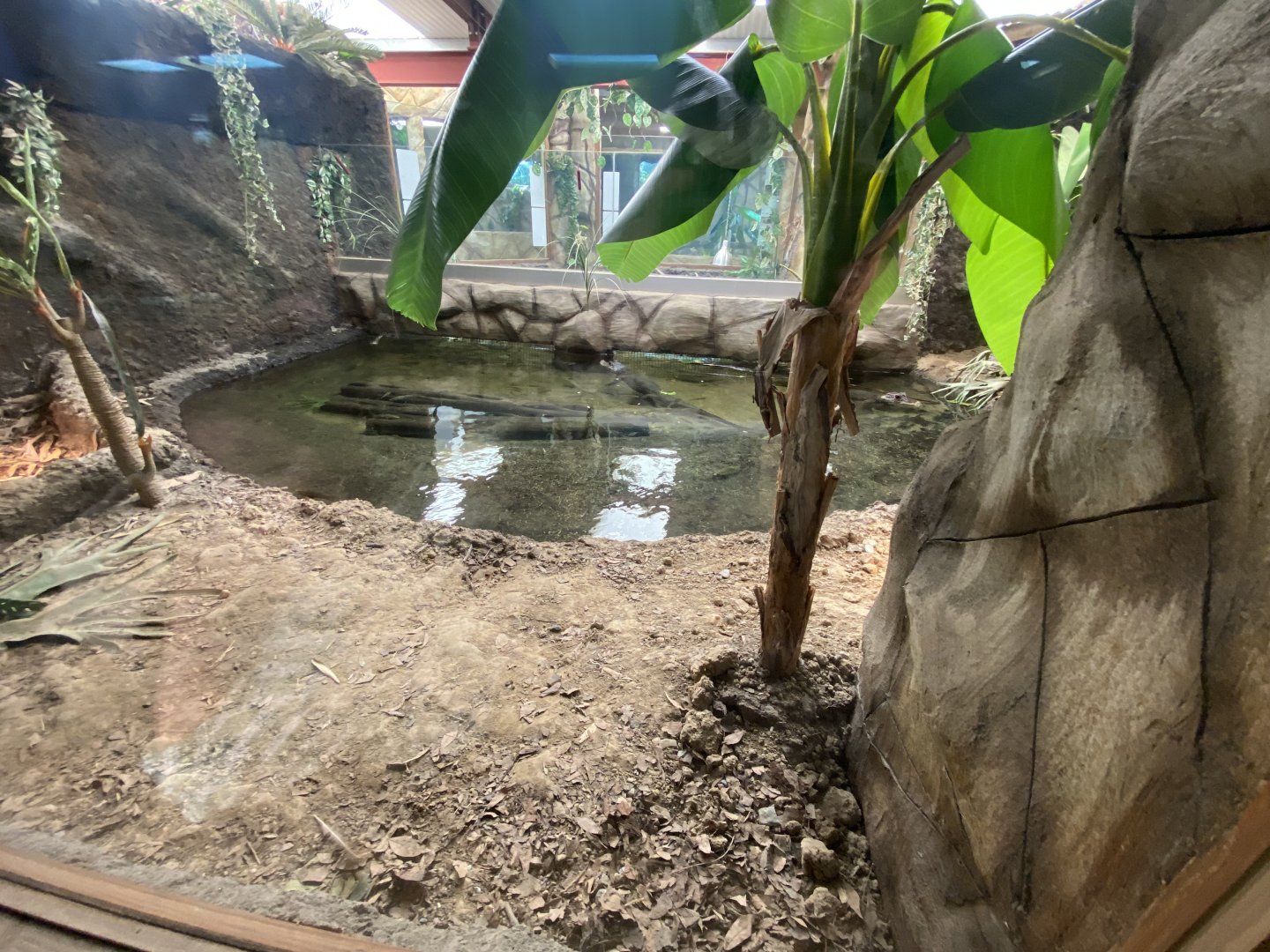 Reptile House - West African dwarf crocodile exhibit 030924