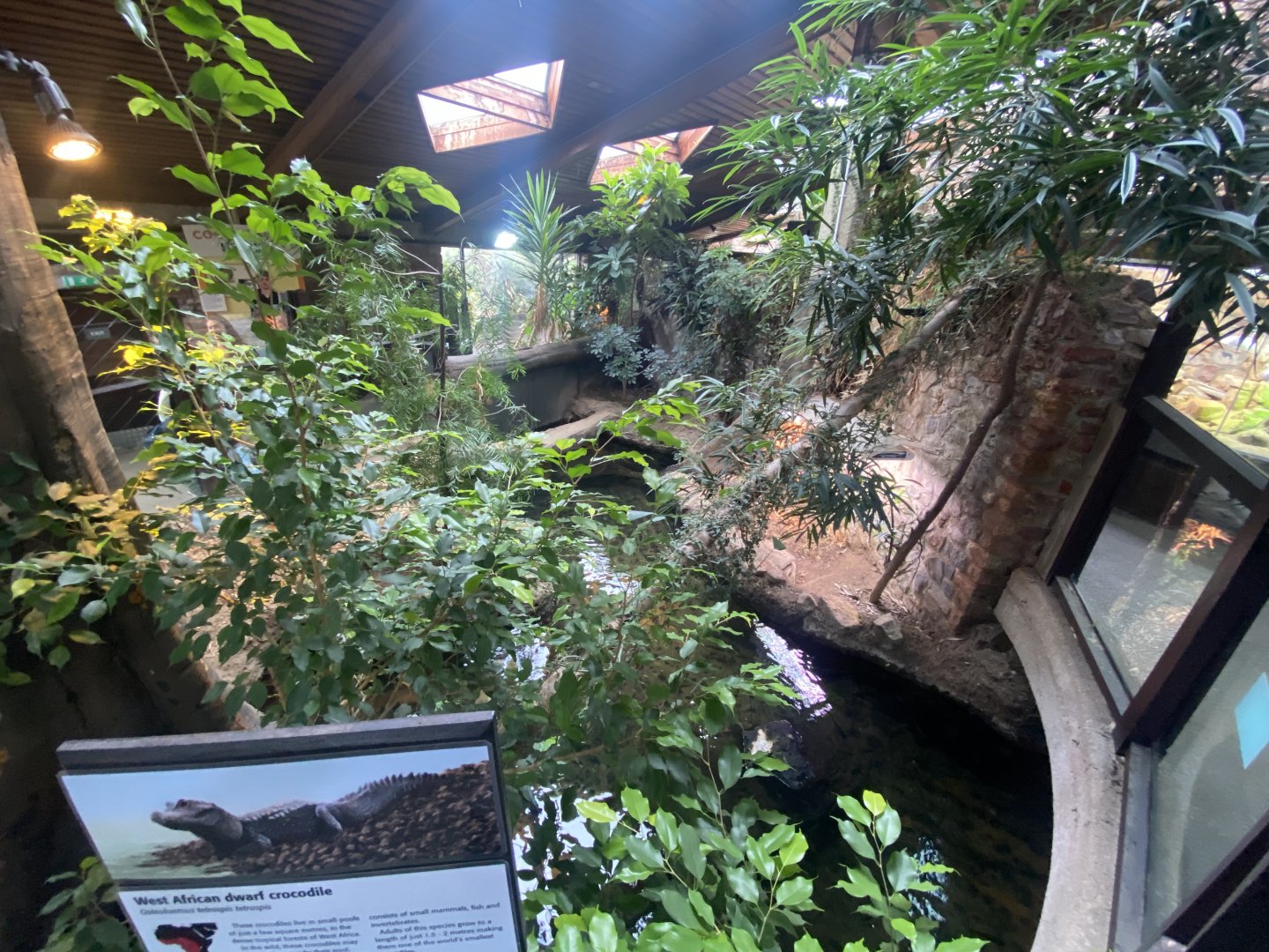 Reptile House - West African dwarf crocodile exhibit 190622