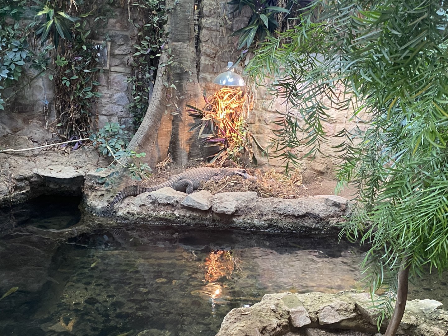 Reptile House - West African dwarf crocodile exhibit 190622