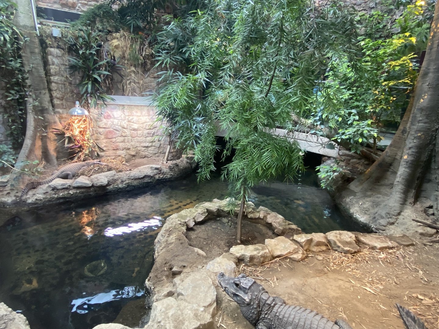 Reptile House - West African dwarf crocodile exhibit 190622