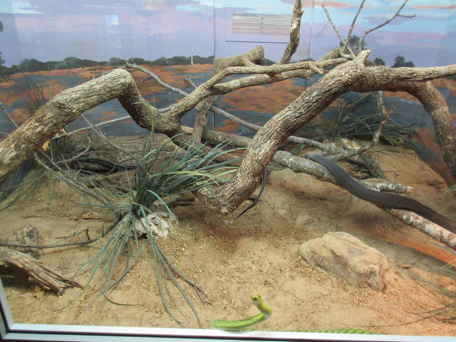 Reptile House - West African Green Mamba/Black Mamba Exhibit