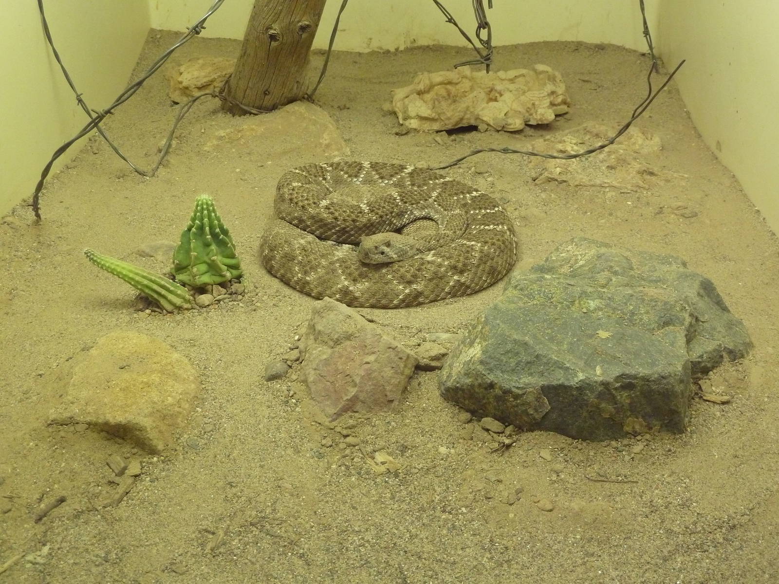 Reptile House - Western Diamondback Rattlesnake + Barb Wire