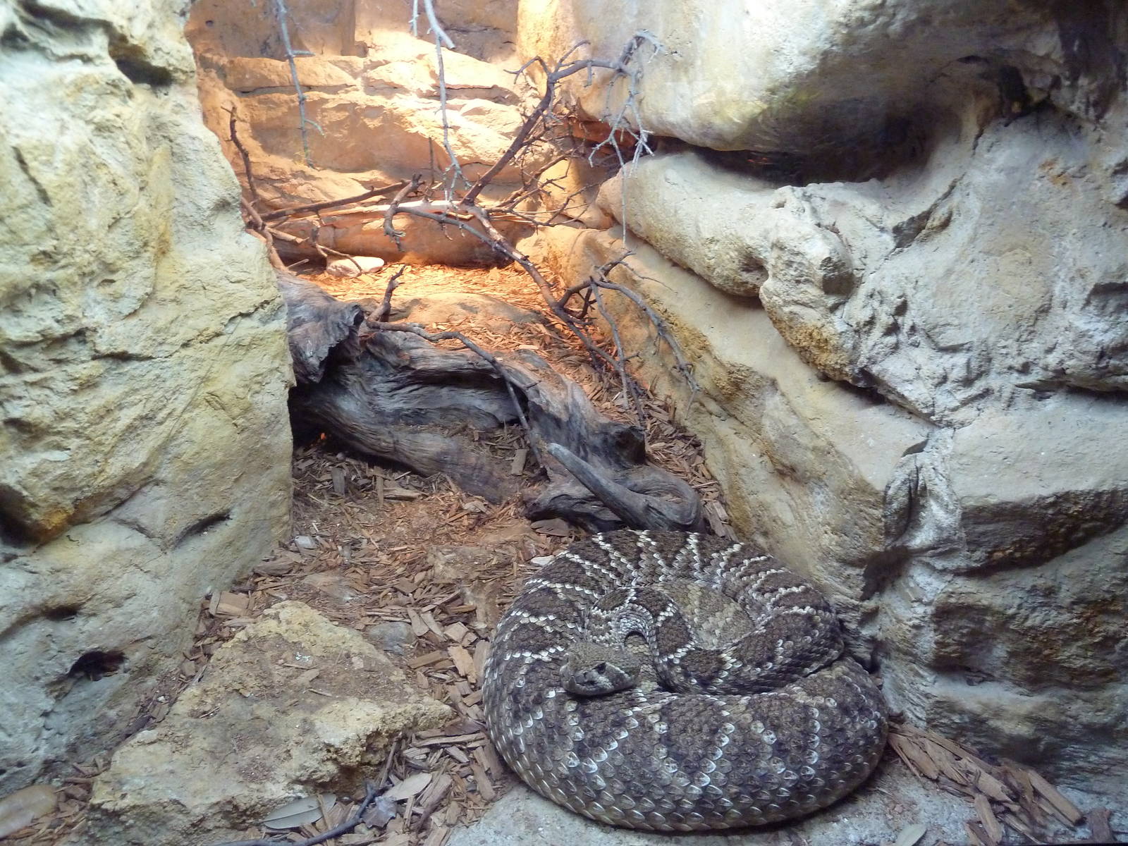 Reptile House - Western Diamondback Rattlesnake Exhibit