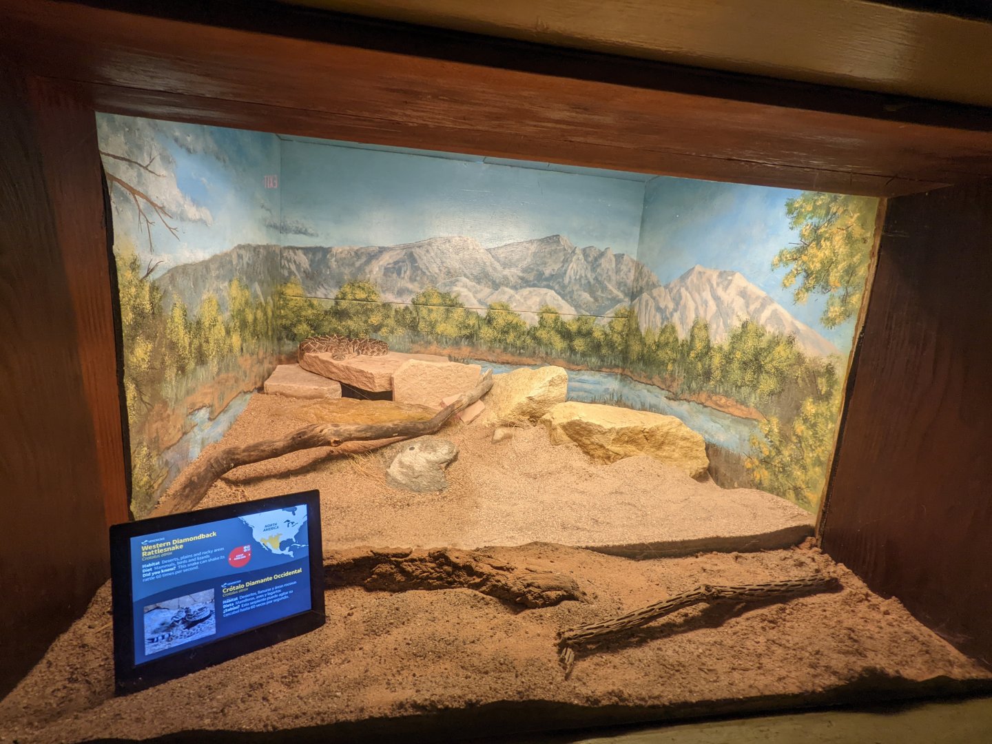 Reptile house - western diamondback rattlesnake
