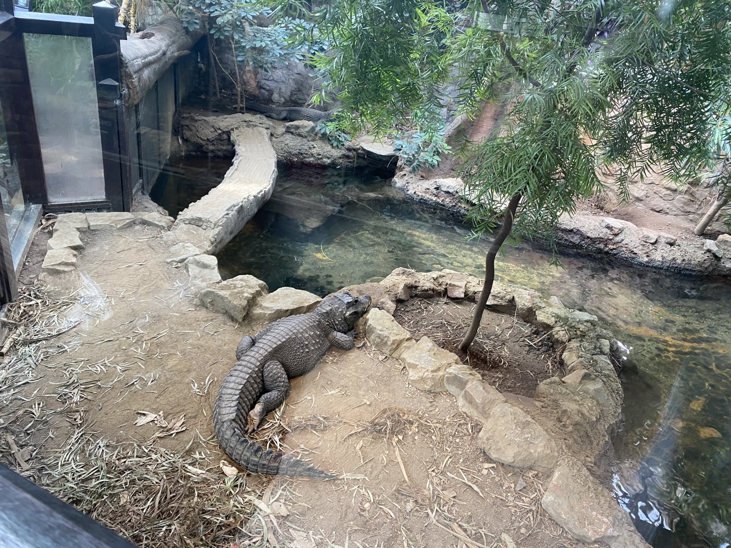 Reptile House - Western dwarf crocodile exhibit 010721