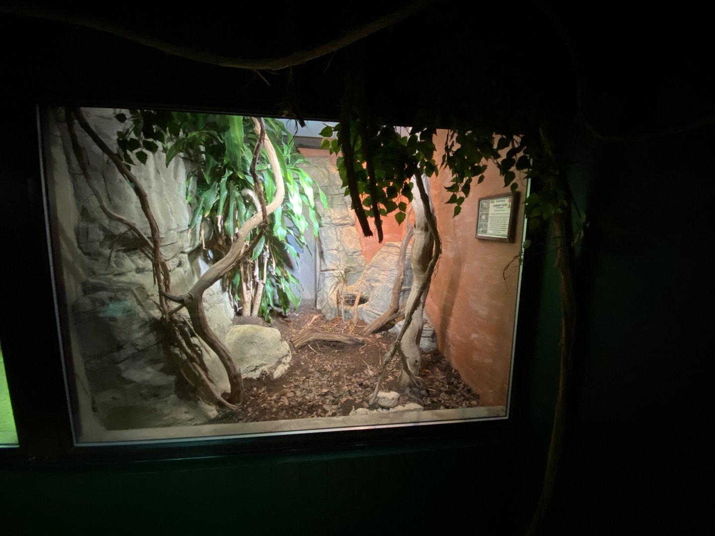 Reptile House - Western gaboon viper exhibit 280222