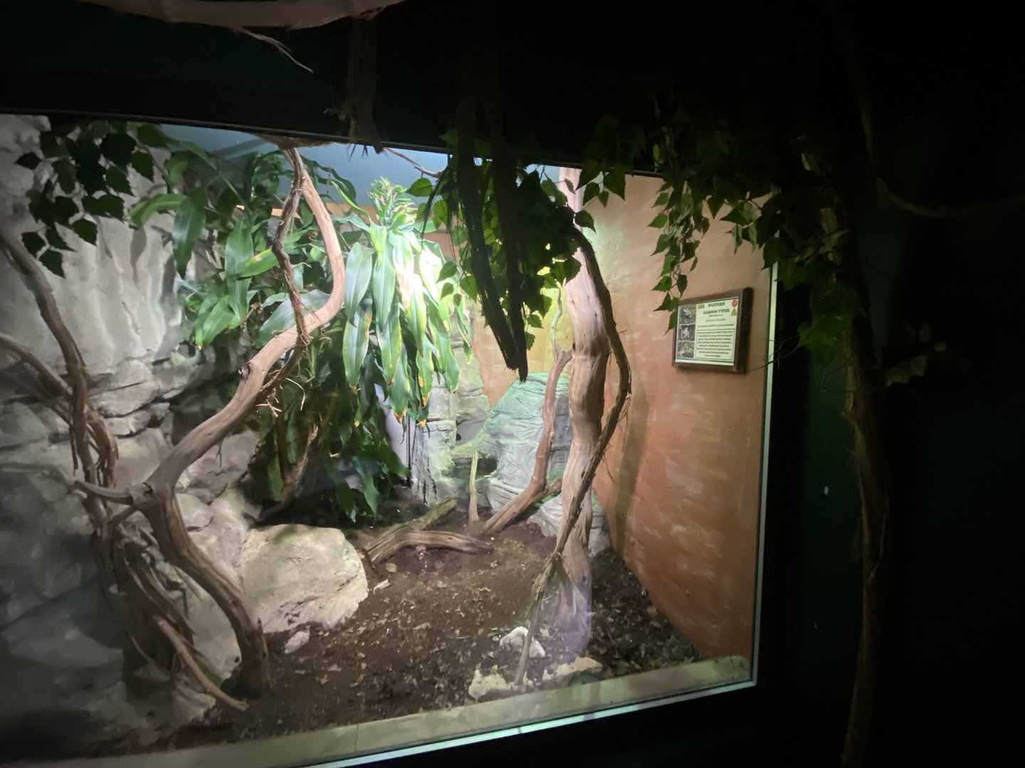 Reptile House - Western gaboon viper exhibit 280423