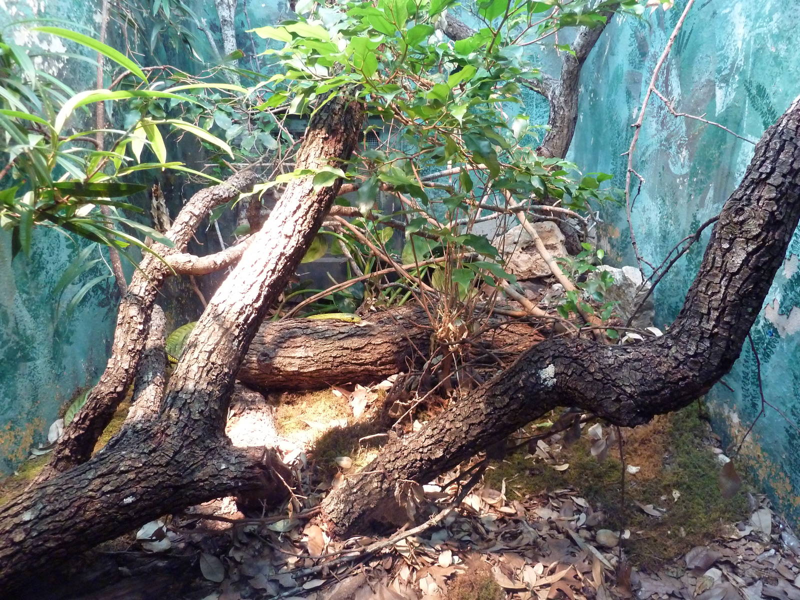 Reptile House - Western Green Mamba Exhibit