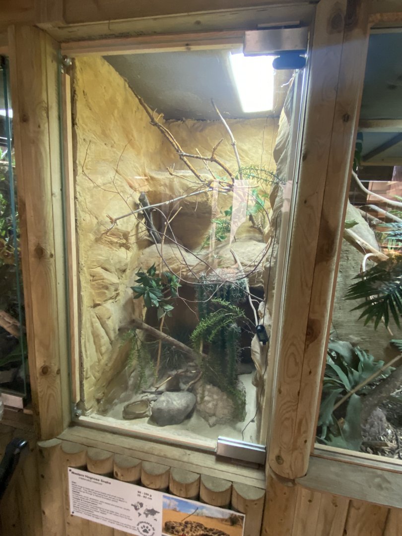 Reptile House - Western hognose snake exhibit 030924