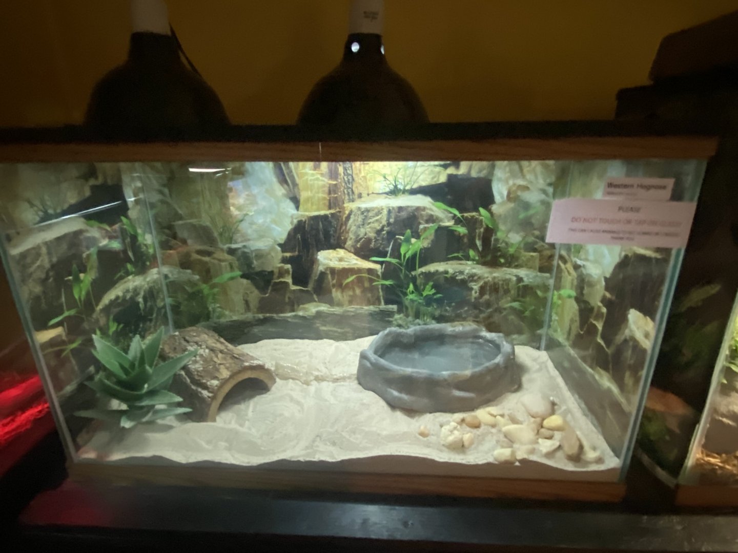 Reptile House - Western Hognose Snake Terrarium