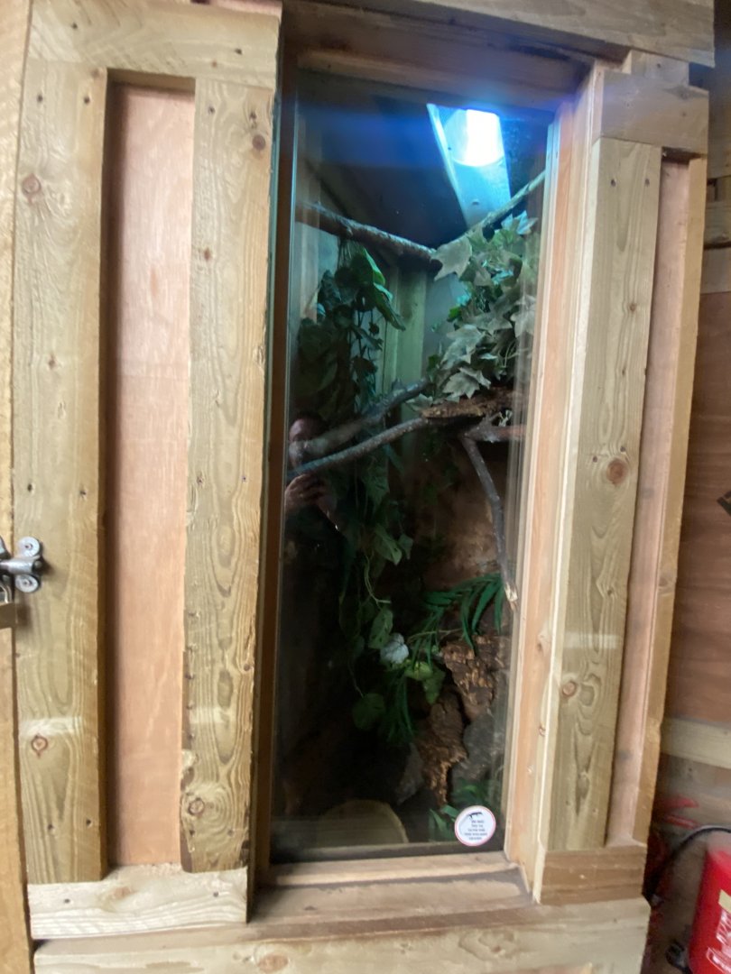 Reptile House - White’s tree frog exhibit 030924