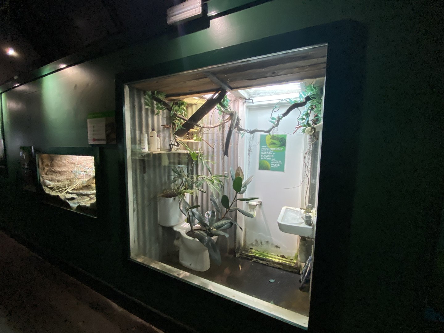 Reptile House - White's tree frog exhibit 180322