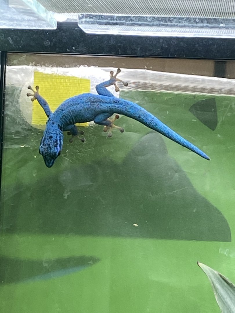 Reptile House - Williams' electric blue gecko 190622