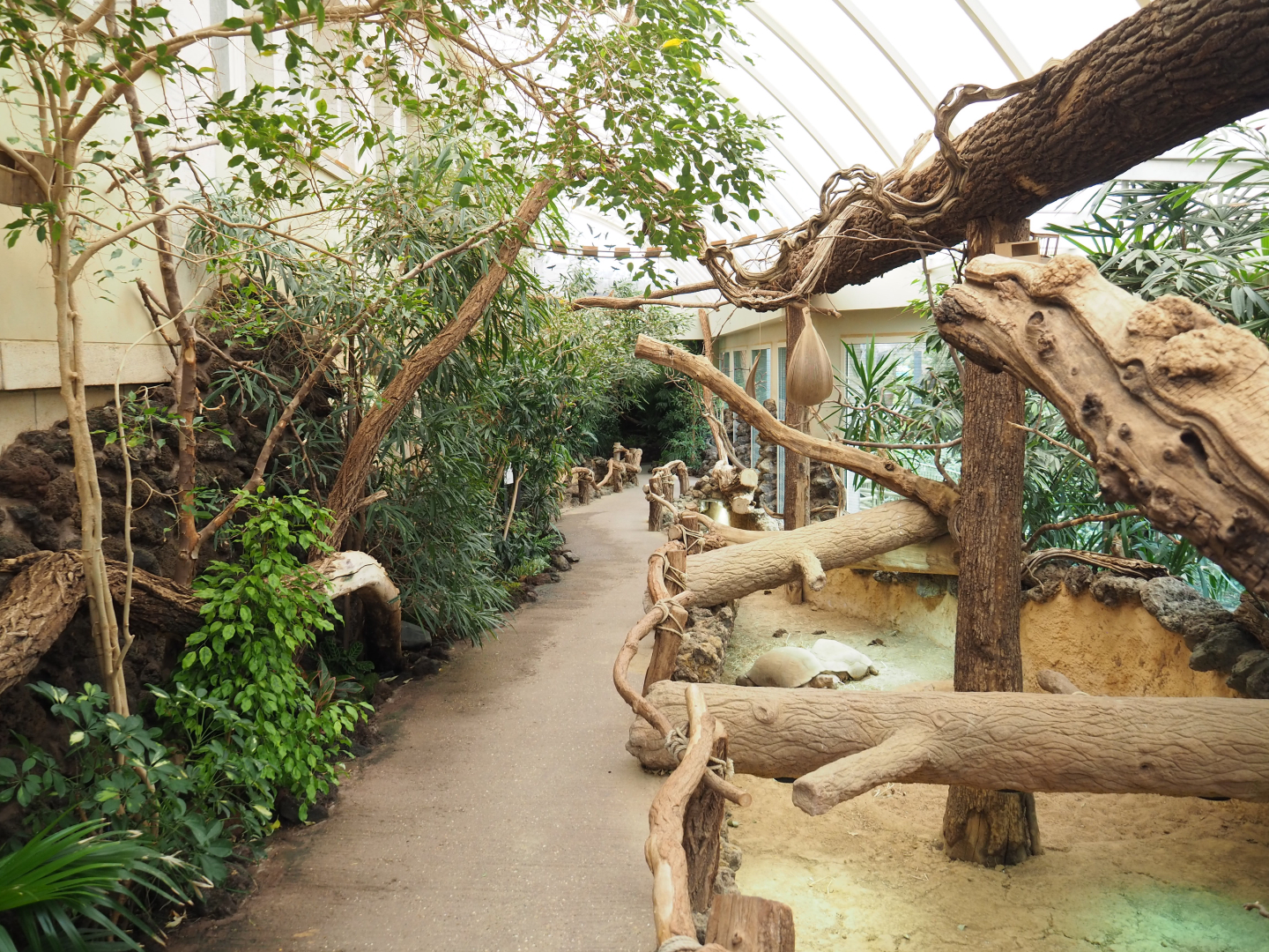 Reptile House winter garden with African spurred tortoise paddock, 2022-03-16